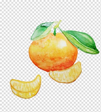 Orange fruit illustration, A hand-painted watercolor of orange and orange transparent background PNG clipart