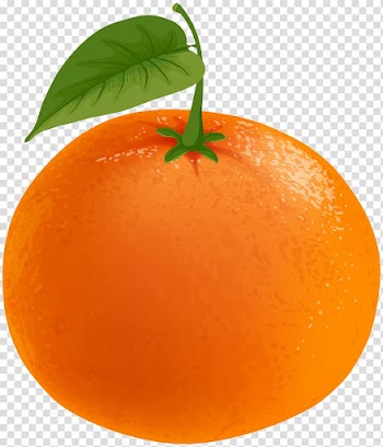 Orange fruit illustration, Clementine Tangerine Tangelo Grapefruit Orange, Mandarin transparent background PNG clipart