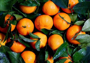 orange fruit lot