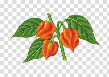 Orange fruit plant transparent background PNG clipart