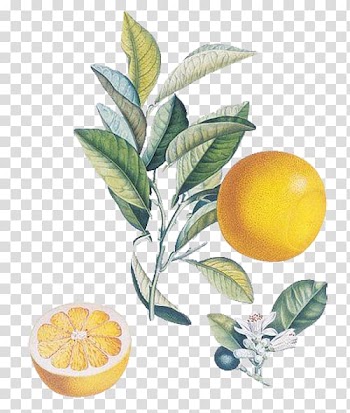 Orange fruit , The Persistence of Memory Watercolor painting Fruit Salvador Dalxed Museum, Food Lemon transparent background PNG clipart
