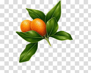 Orange fruit transparent background PNG clipart