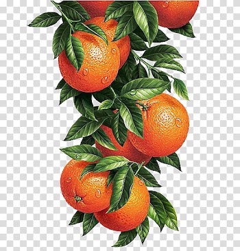 Orange fruit transparent background PNG clipart