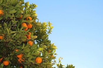orange fruits in tree