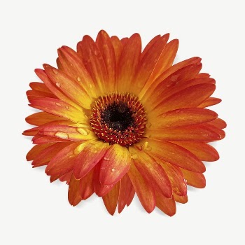 Orange gerbera collage element psd | Free PSD - rawpixel