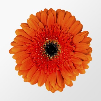 Orange gerbera daisy, flower clipart | Free PSD - rawpixel