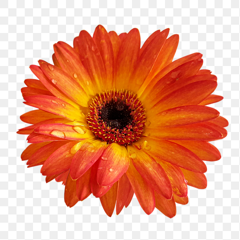 Orange gerbera png flower sticker, | Free PNG - rawpixel