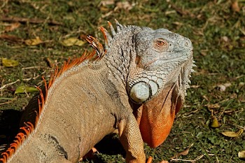 Orange Gray and Black Chameleon Standing on Green and Brown Grass during Daytime