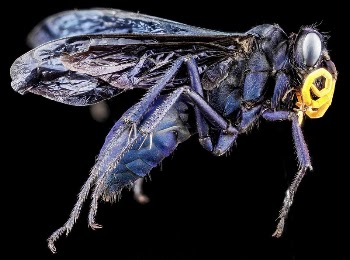 Orange-horned Tarantula Hawk, Pepsis ruficornis. | Free Photo - rawpixel