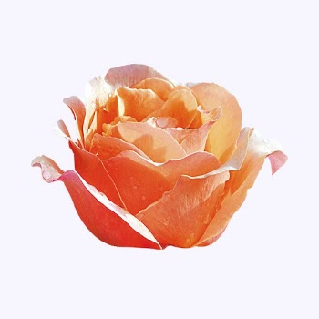Orange hybrid tea rose, flower | Free Photo - rawpixel