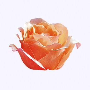 Orange hybrid tea rose, flower | Free PSD - rawpixel