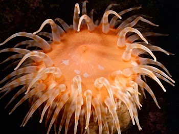 Orange Jelly Fish