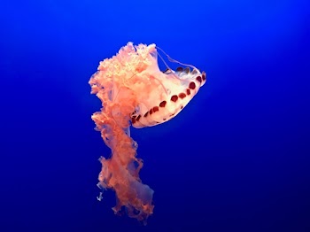 Orange Jelly Fish