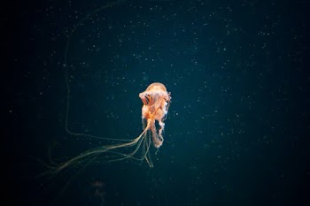 Orange Jellyfish