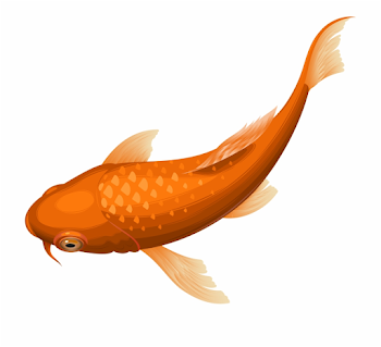 Orange Koi Fish Transparent Clip Art Png Image Free PNG Images ...