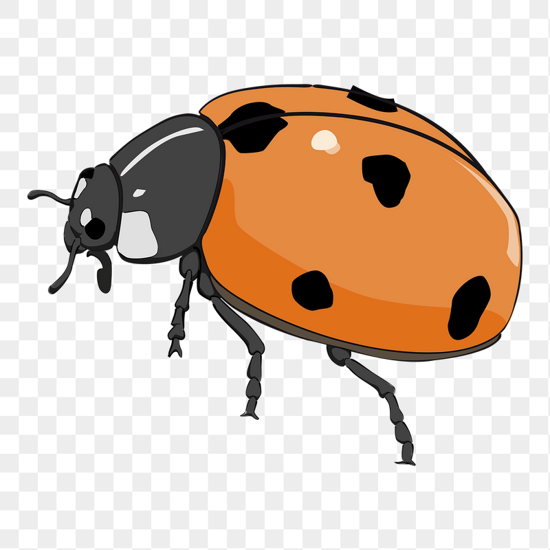 Orange ladybug  png sticker | Free PNG - rawpixel