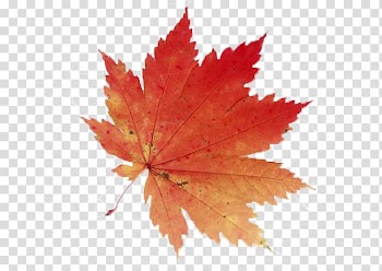 Orange leaf, Acer shirasawanum Japanese maple Acer japonicum Maple leaf, Maple Leaf transparent background PNG clipart