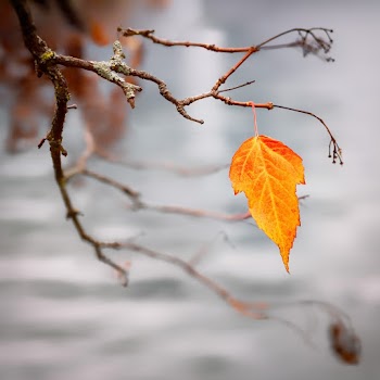 Orange Leaf on Branch