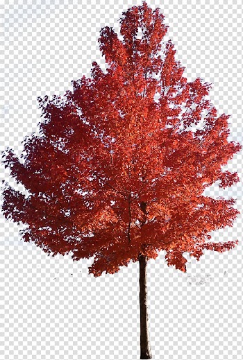 Orange leafed tree, Red maple Japanese maple Sugar maple Tree , trees transparent background PNG clipart