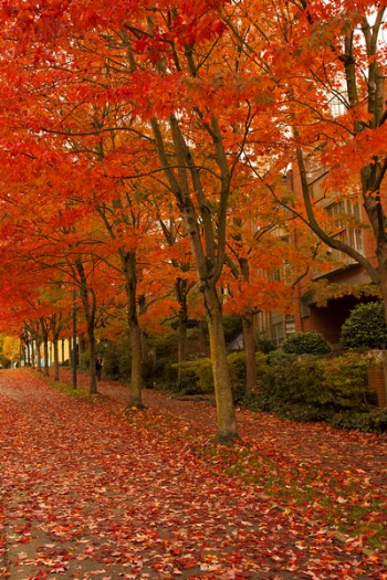 Orange Leafed Trees on Pathway