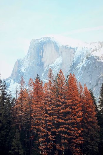 orange leafed trees with ice capped mountain background