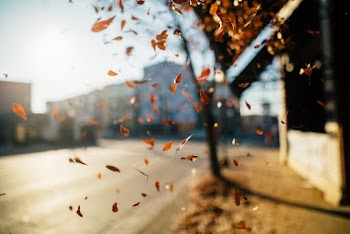 Orange Leaves About to Fall