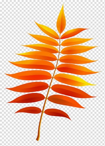 Orange leaves on branch sticker, Leaf , Fall Leaf transparent background PNG clipart