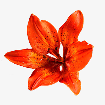 Orange Lilies, Orange Clipart, Lily, Plant PNG Image and Clipart for ...