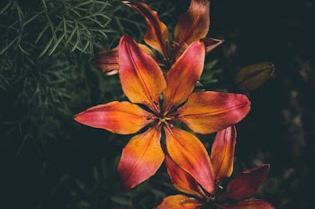 Orange Lily