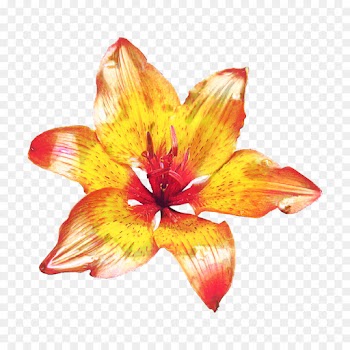 Orange Lily, Jersey Lily, Flower, Petal, Orange PNG