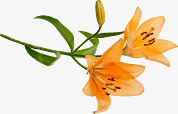 Orange Lily, Orange Clipart, Flowers, Lily PNG Image and Clipart for ...