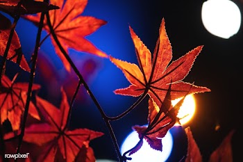 Orange maple leaves autumn background | Free  photo - 2299693