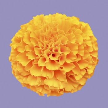 Orange marigold, spring flower clipart | Free Photo - rawpixel