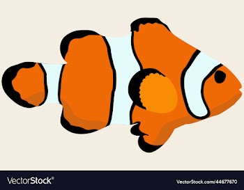 orange marine exotic fish clown