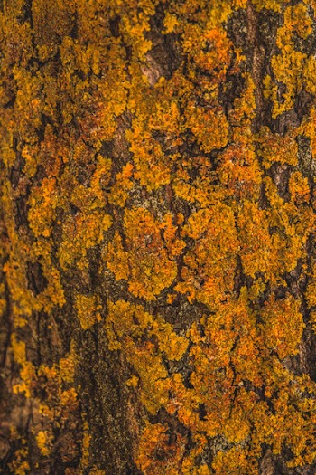 Orange Moss