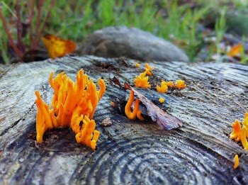 Orange Moss on Black Wood