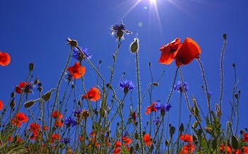 Orange Multi Petaled Flower Under Blue Sky during Daytime