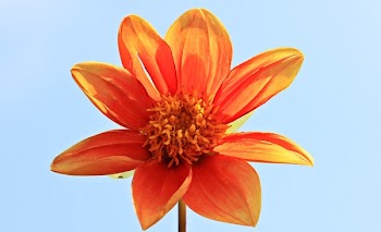 Orange Petal Flower