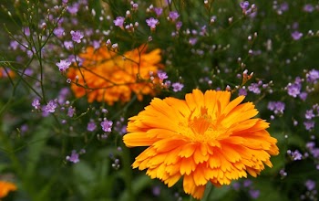 Orange Petaled Flower