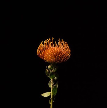 orange petaled flower