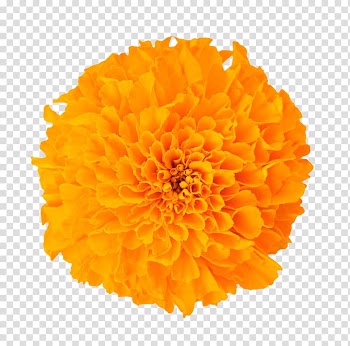 Orange petaled flower, Mexican marigold Dietary supplement Baileya multiradiata Flower Lutein, Marigold flower transparent background PNG clipart