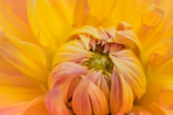 Orange Petaled Flower Plant