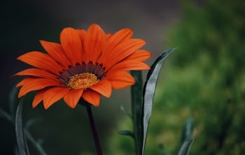 Orange Petaled Flowering Plant