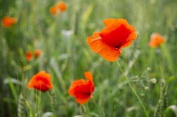 Orange Petaled Flowers