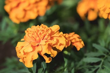 Orange Petaled Flowers