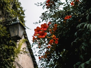 Orange Petaled Flowers