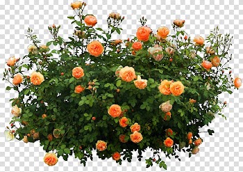 Orange petaled flowers, Shrub Flower, Orange flower garden decoration pattern transparent background PNG clipart