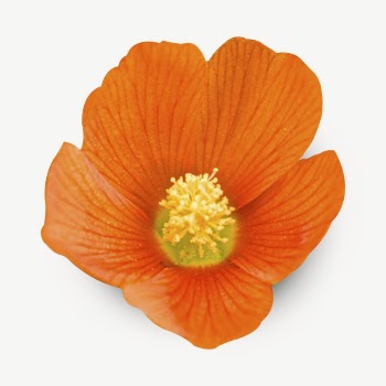 Orange poppy flower collage element | Free PSD - rawpixel