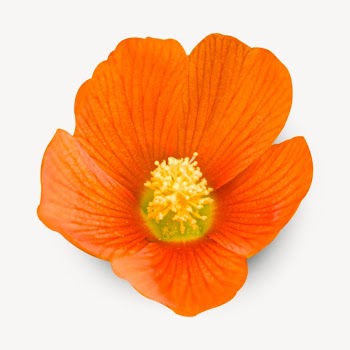 Orange poppy flower  isolated | Free Photo - rawpixel