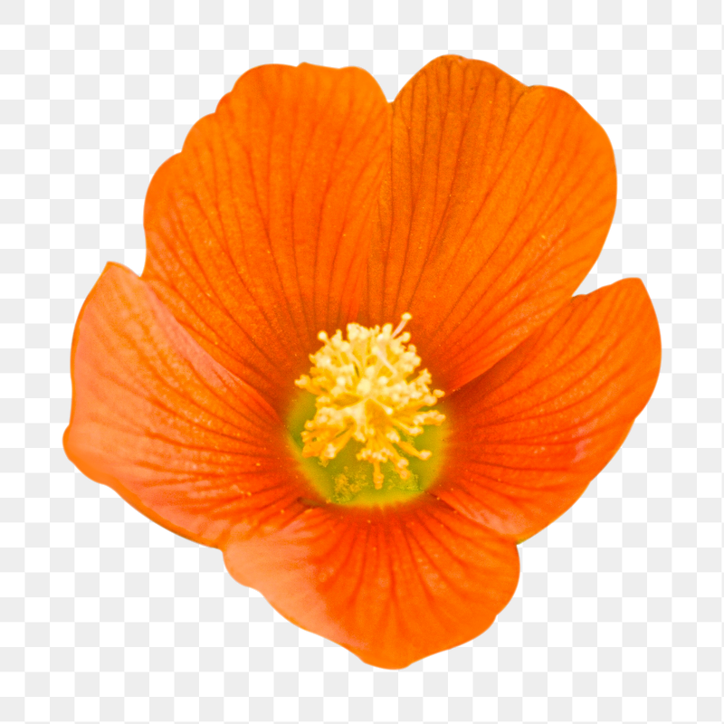 Orange poppy png flower sticker, | Free PNG - rawpixel